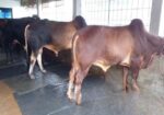 ৩টি এড়ে ষাঁড় বিক্রয় হবে ।(৭৭৪নং )