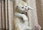Female Kitten