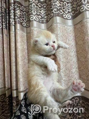 Female Kitten