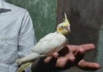 ককাটেল পাখির বাচ্চা