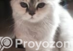 Traditional parsian Female cat.