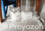 Traditional parsian Female cat.