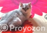 Traditional parsian Female cat.