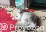 Traditional parsian Female cat.