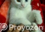 Mixed Breed Cat Odd Eye