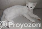 Mixed Breed Cat Odd Eye