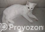 Mixed Breed Cat Odd Eye