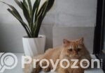 Pure Persian Adult Male
