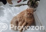 Pure Persian Adult Male