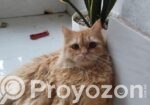 Pure Persian Adult Male