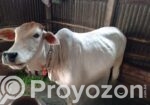 শাহীওয়াল বকনা