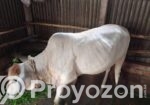 শাহীওয়াল বকনা