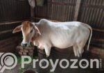 শাহীওয়াল বকনা