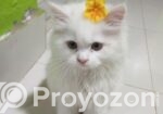 Persian Cat