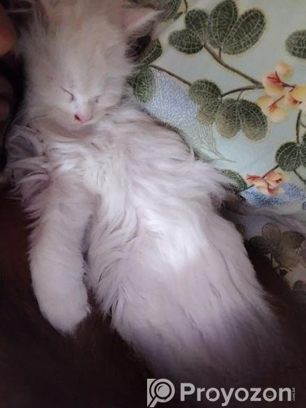 Persian Cat