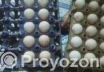 দেশি মুরগির বীজ ডিম বিক্রি করা হবে