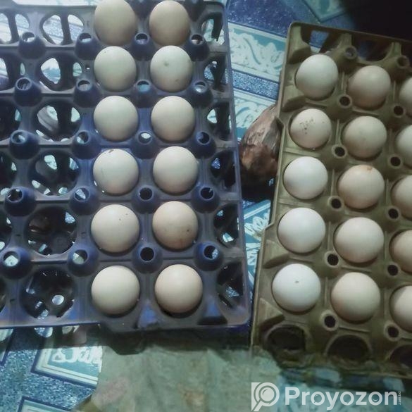 দেশি মুরগির বীজ ডিম বিক্রি করা হবে
