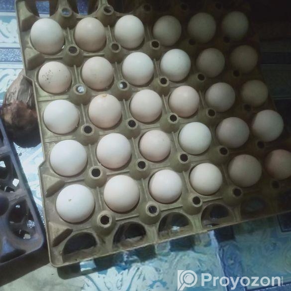 দেশি মুরগির বীজ ডিম বিক্রি করা হবে