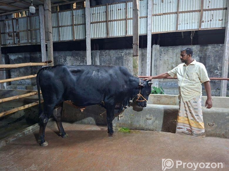 কালো গরু