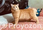Traditional Persian Male Cat