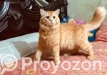 Traditional Persian Male Cat