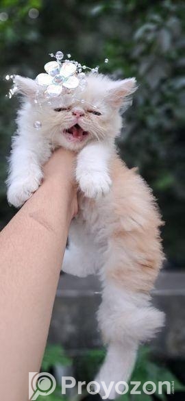 Persian cat