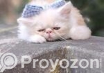 Persian cat