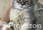 Persian Cat Female