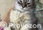 Persian Cat Female