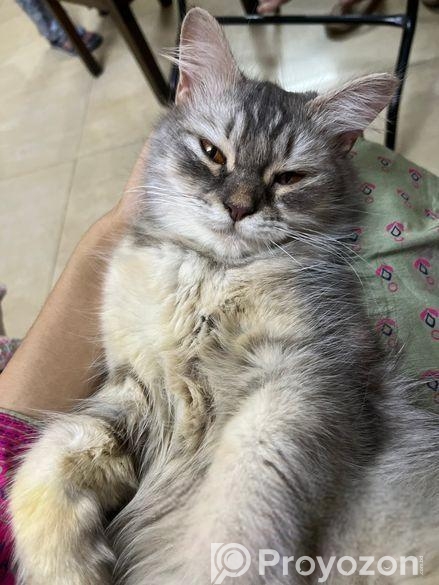 Persian Cat Female