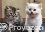 Male And Female Pershian Cat