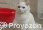 Cat Sell