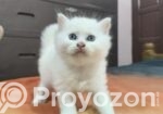Male And Female Pershian Cat