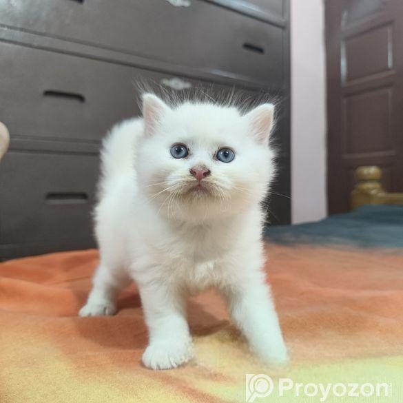 Male And Female Pershian Cat
