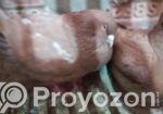 King pigeon for sale