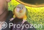 ফুল টেম পায়নাপেল কনিউর / Conure Bird, Birds