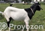 কোরবানির জন্য উপযোগী খাসি ছাগল বিক্রি হবে