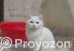 Cat Sell