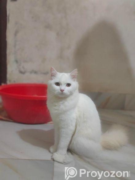 Pursian orio Long hair