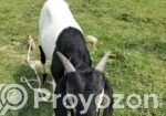 কোরবানির জন্য উপযোগী খাসি ছাগল বিক্রি হবে
