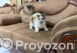 Male & Female Persian