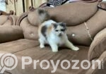 Male & Female Persian