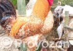 টাইগার বড় সাইজের ২ পিস মুরগা এবং মুরগী বিক্রি হবে