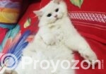 Persian Dubble Cot Doll Face Cat
