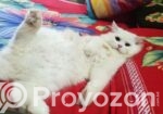 Persian Dubble Cot Doll Face Cat