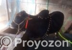 গরু বিঞি হবে বিস্তারিত নিচে দেখুন