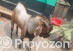 ছাগল কেজি বা পিস হিসেবে বিক্রি হবে