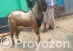ছাগল কেজি বা পিস হিসেবে বিক্রি হবে
