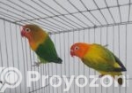 Love Bird, লাভ বার্ড