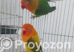 Love Bird, লাভ বার্ড